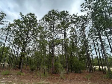 WEEKI WACHEE FL Property