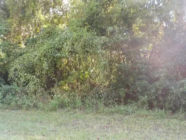 DUNNELLON FL Property