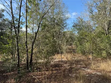 BELLEVIEW FL Property