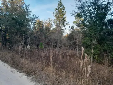 WILLISTON FL Property