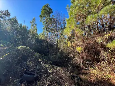 SATSUMA FL Property