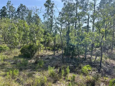 WILLISTON FL Property