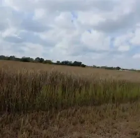 WAUCHULA FL Property