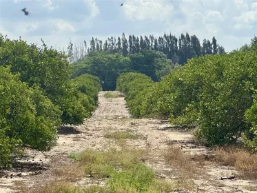 BABSON PARK FL Property