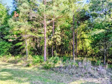 WILLISTON FL Property