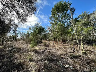 WILLISTON FL Property