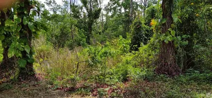 LONGWOOD FL Property