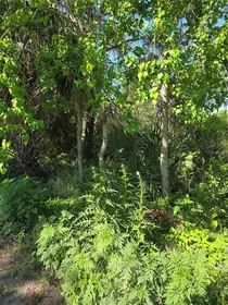 ORANGE CITY FL Property