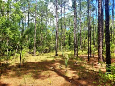 EUSTIS FL Property