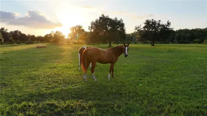 MYAKKA CITY FL Property