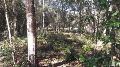 LAKE PLACID FL Property