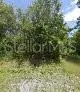 CLEWISTON FL Property