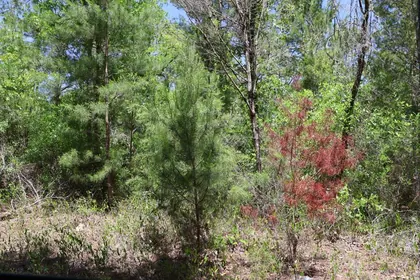 DUNNELLON FL Property