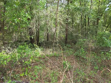 BRONSON FL Property