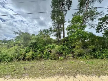SALT SPRINGS FL Property