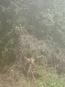 OCKLAWAHA FL Property