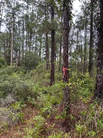 LEHIGH ACRES FL Property