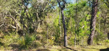 WEEKI WACHEE FL Property