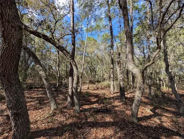 SATSUMA FL Property