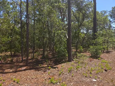 BEVERLY HILLS FL Property