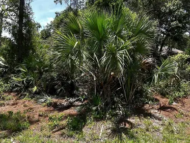 NORTH PORT FL Property