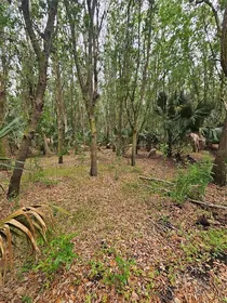 OVIEDO FL Property