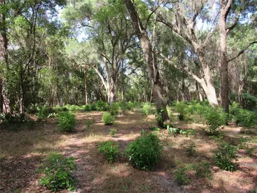 DELAND FL Property