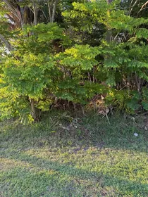 PALM COAST FL Property