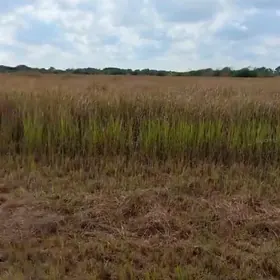 WAUCHULA FL Property
