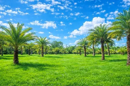 NEW SMYRNA BEACH FL Property