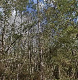 PALATKA FL Property