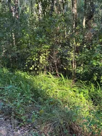 OCALA FL Property