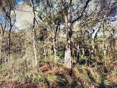 WEBSTER FL Property