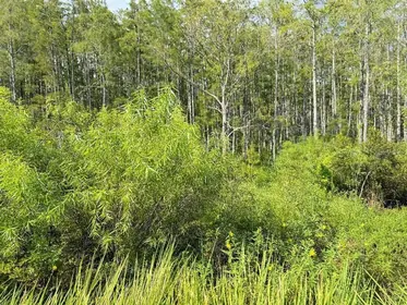HAINES CITY FL Property