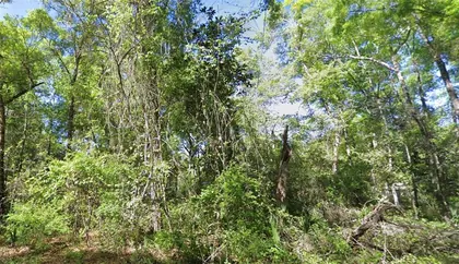 OLD TOWN FL Property