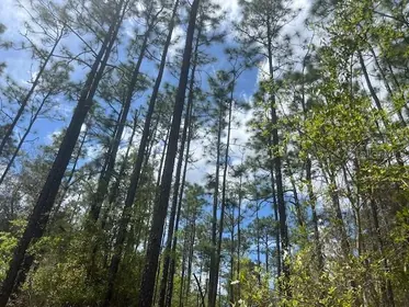 HAWTHORNE FL Property
