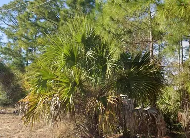 LEHIGH ACRES FL Property