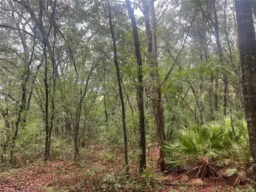INTERLACHEN FL Property