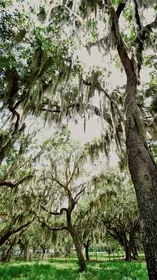 ST CLOUD FL Property