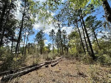 BRONSON FL Property