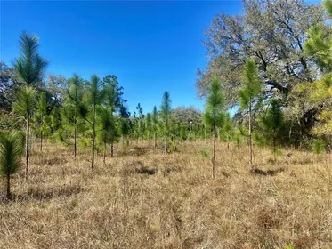 SPRING HILL FL Property