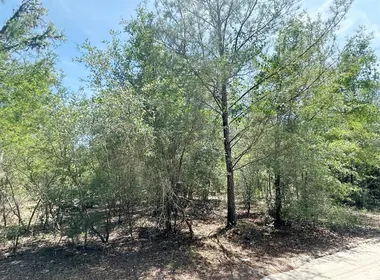 BRONSON FL Property