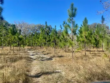 SPRING HILL FL Property