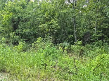 BELLEVIEW FL Property