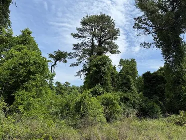 SATSUMA FL Property