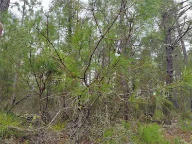 INTERLACHEN FL Property
