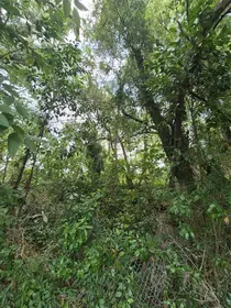 ANTHONY FL Property