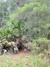 FORT MC COY FL Property